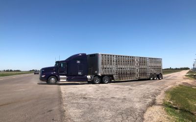 Ein ViehTransporter unter Tausend