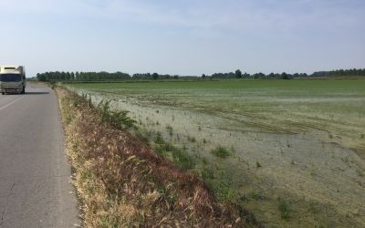 Reisfelder ohne Ende
