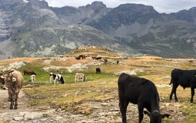150 Kühe auf Alp