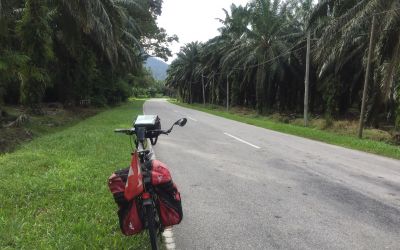 Endlose Palmölkulturen